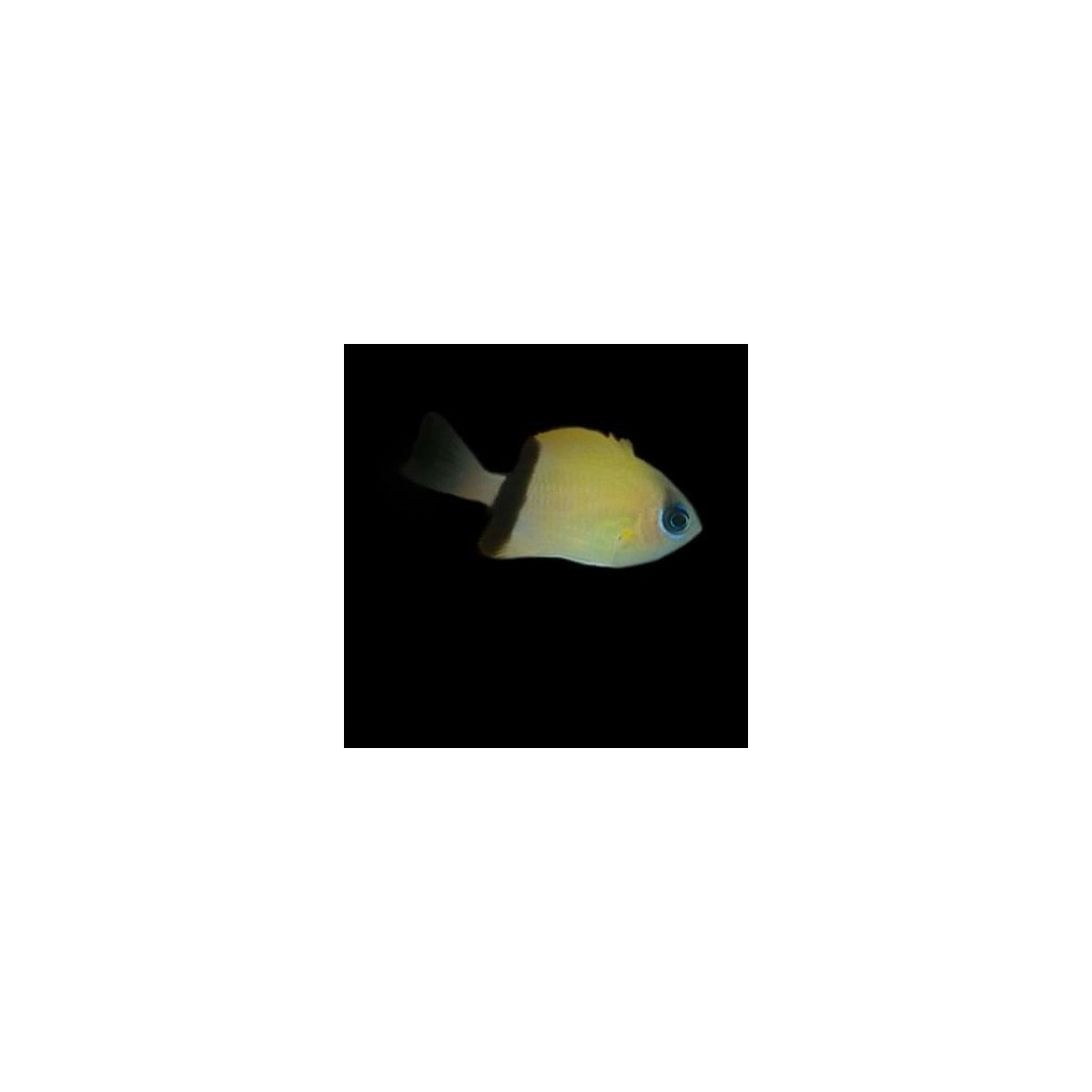 Chromis Retrofasciata - Schwarzband...