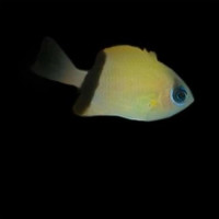 Chromis Retrofasciata - Schwarzband Schwalbenschwänzchen