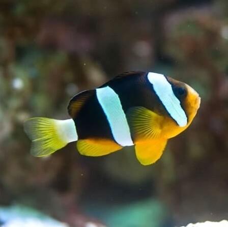 Amphiprion Clarkii - Clarks Anemonenfisc box