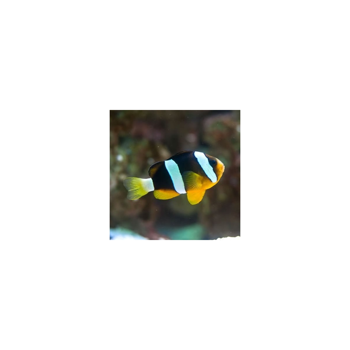 Amphiprion Clarkii - Clarks Anemonenfisch