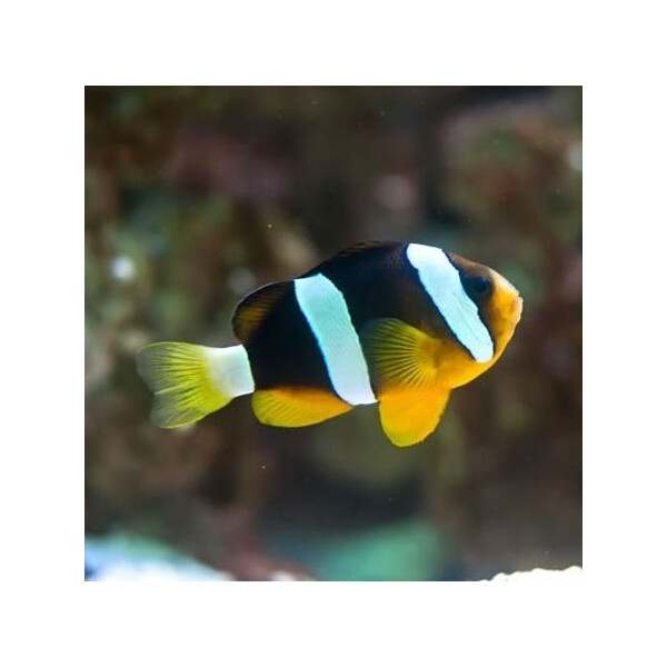 Amphiprion Clarkii - Clarks Anemonenfisch (NZ)