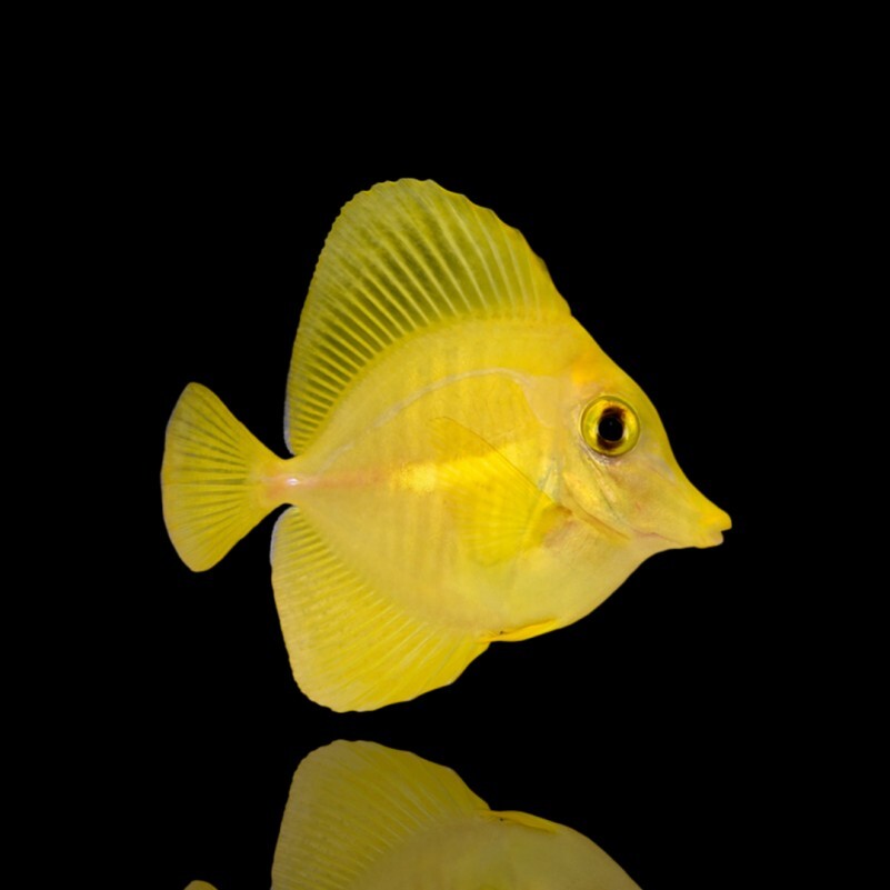 Zebrasoma Flavescens - Hawai Doktorfisch
