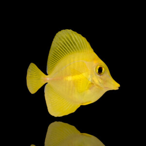 Zebrasoma Flavescens - Hawai Doktorfisch