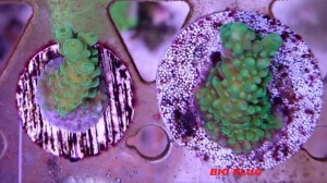 Maxspect Nano Tech Bio Plug 25 Stk.