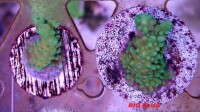 Maxspect Nano Tech Bio Plug 25 Stk.