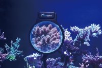 Maxspect Pastel Reef Magnifier