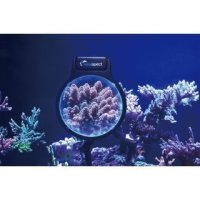 Maxspect Pastel Reef Magnifier