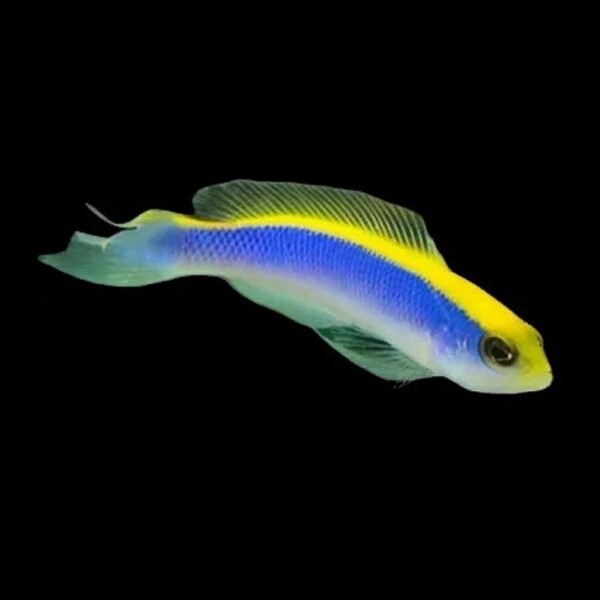 Pseudochromis flavivertex - Gelbrücken Zwergbarsch Nachzucht