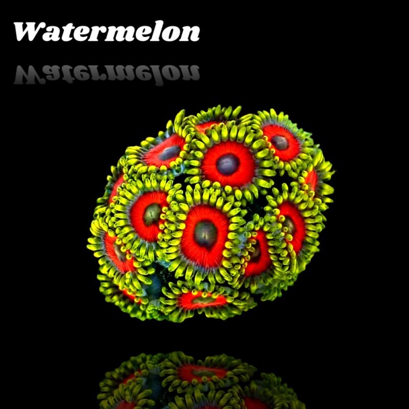 Zoanthus Watermelon Frag S-size box