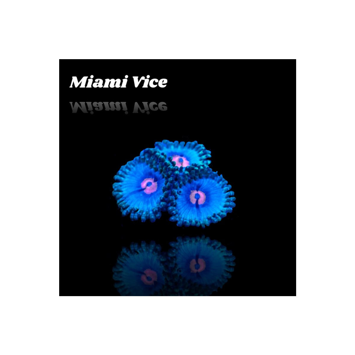 Zoanthus Miami Vice Frag S-size