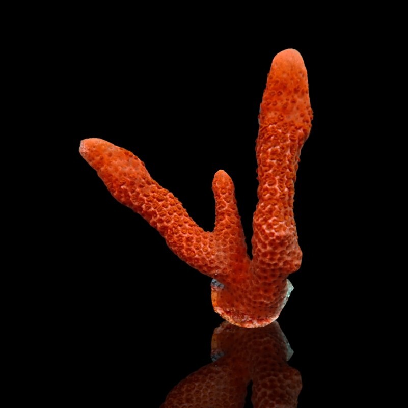 Montipora Digitata Red S box