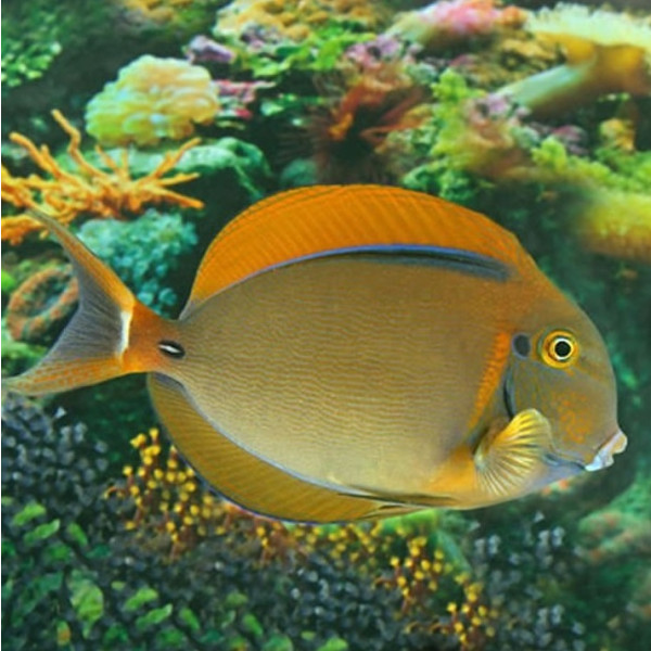 Acanthurus bariene - Augenfleck-Doktorfisch M