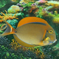 Acanthurus bariene - Augenfleck-Doktorfisch M