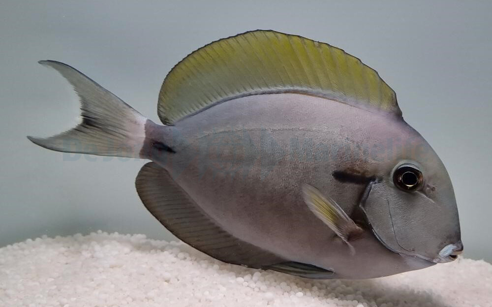 Acanthurus nigricauda - Achselklappen-Doktorfisch