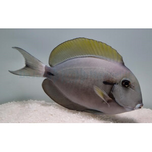 Acanthurus nigricauda - Achselklappen-Doktorfisch