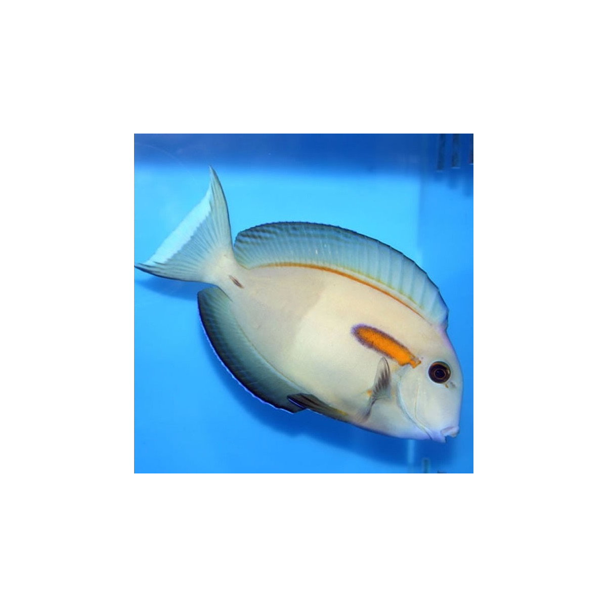 Acanthurus olivaceus - Orangefleck-Doktor M