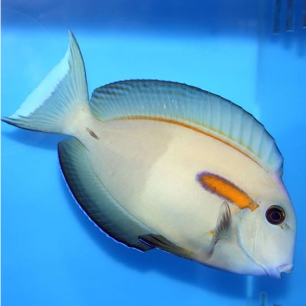 Acanthurus olivaceus - Orangefleck-Doktor M