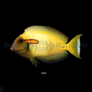 Acanthurus olivaceus - Orangefleck-Doktor M