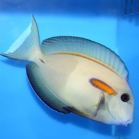 Acanthurus olivaceus - Orangefleck-Doktor M