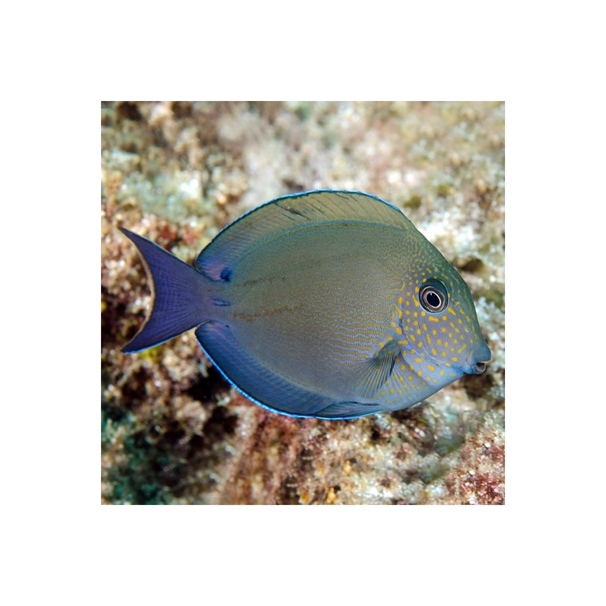 Acanthurus Nigrofuscus - Nigrofuscus Doktorfisch