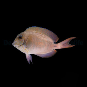 Acanthurus nigrofuscus - Nigrofuscus Doktorfisch