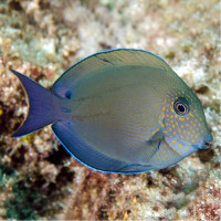 Acanthurus Nigrofuscus - Nigrofuscus Doktorfisch