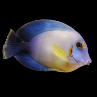 Acanthurus pyroferus - Schokoladen Doktorfisch