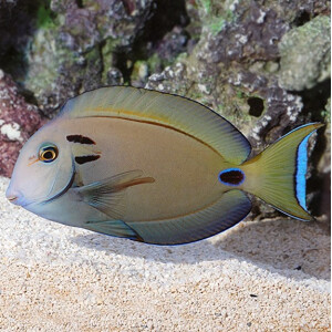 Acanthurus tennentii - Tennenti Doktorfisch