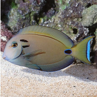 Acanthurus tennentii - Tennenti Doktorfisch