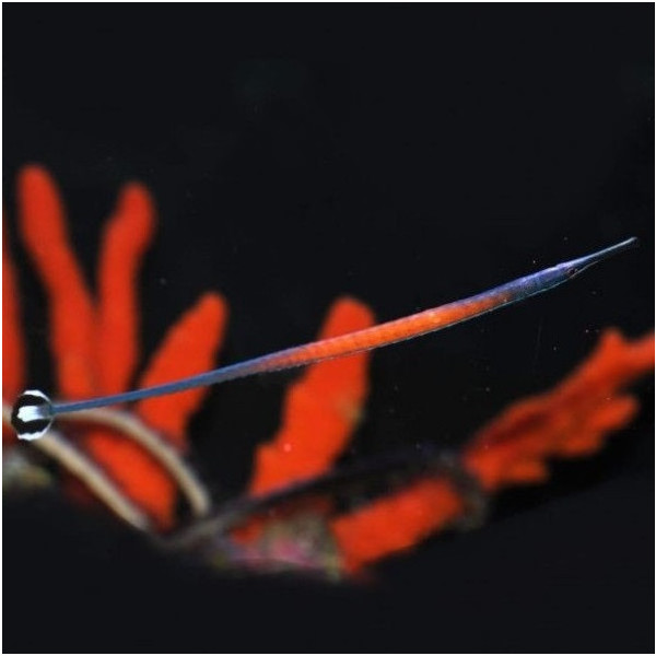 Doryrhamphus Jansi - Janss Pipefish