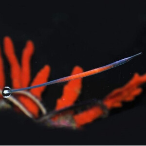 Doryrhamphus Jansi - Janss Pipefish