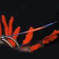 Doryrhamphus Jansi - Janss Pipefish