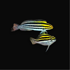 Meiacanthus grammistes - Zebra Schleimfisch