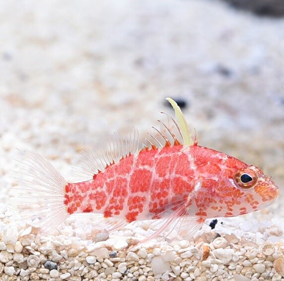 Plectranthias Inermis - Geometric Pygmy Hawkfish