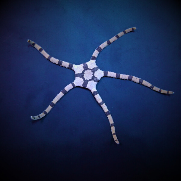 Ophiolepis Superba - Zebraschlangenseestern
