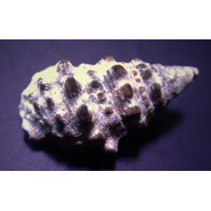 Cerithium sp.