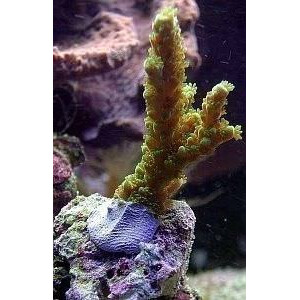 Coral Kit - Schwarzer Epoxy-Korallenkleber - 114 g