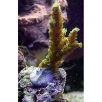 Coral Kit - Schwarzer Epoxy-Korallenkleber - 114 g