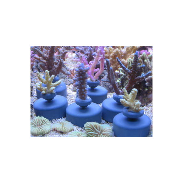 Frag System Sockel/base 10 St./pcs