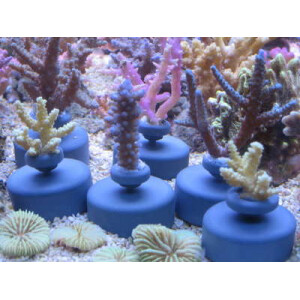 Frag System Sockel/base 10 St./pcs