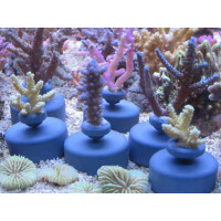 Frag System Sockel/base 10 St./pcs