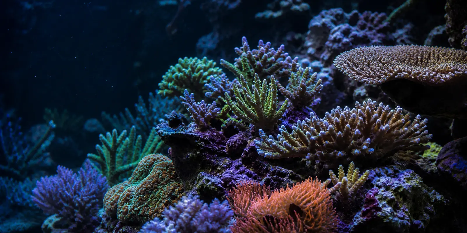 Bunte Korallen in einem Riffaquarium